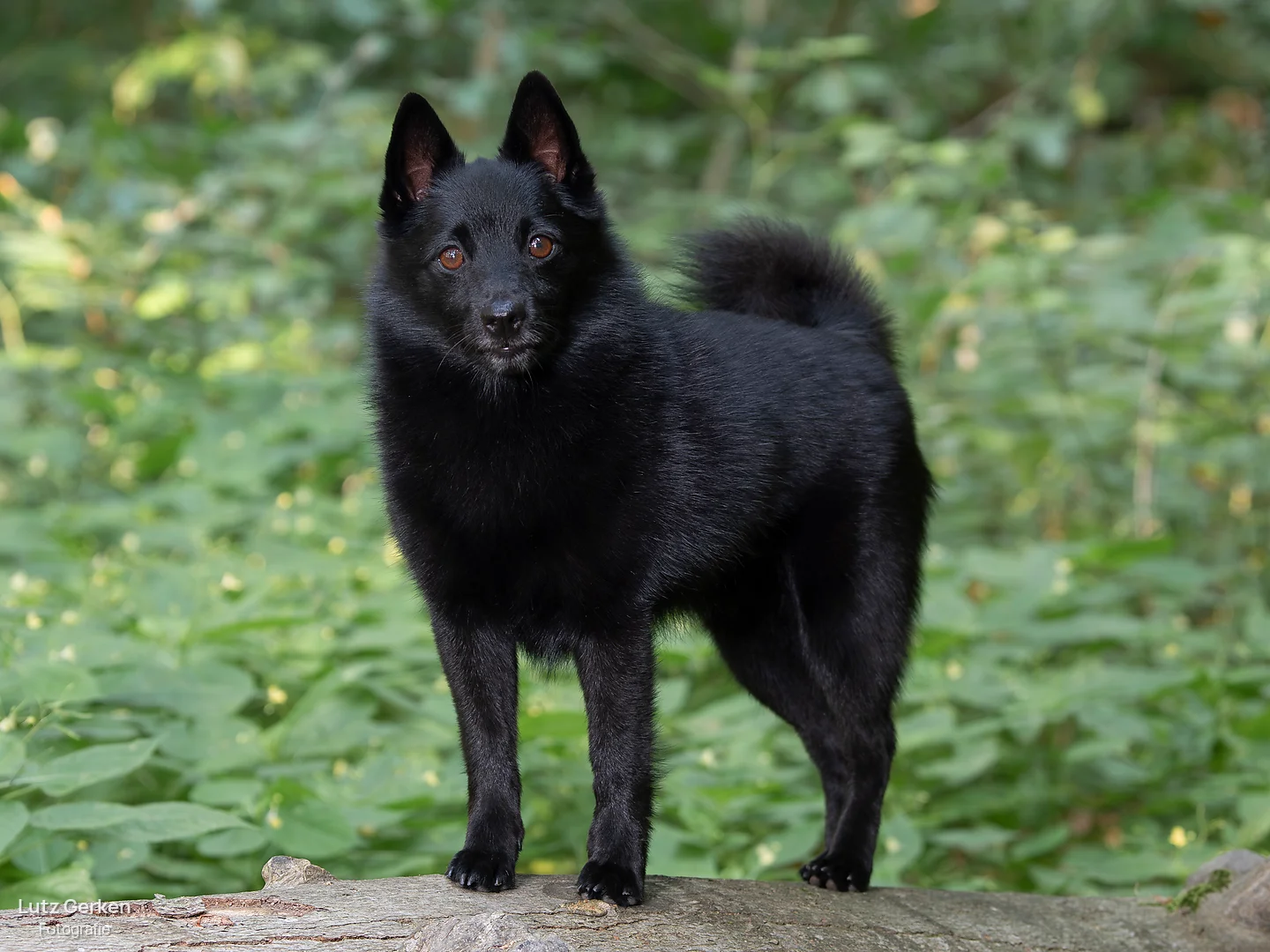 Schipperke - Kleine Belgier mit großem Charakter