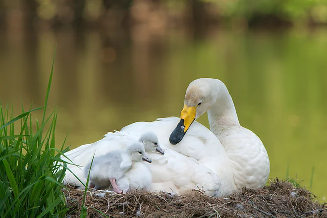 Singschwan mit Küken