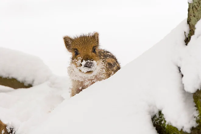 Wildschwein