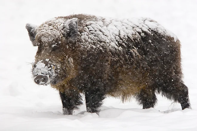 Wildschwein Keiler (Sus scrofa)
