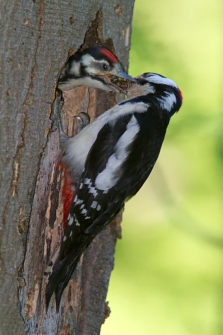 Buntspecht füttert Jungvogel (Dendrocopos major)