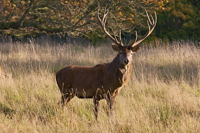 Rothirsch, Mecklenburg-Vorpommern, Deutschland (Cervus elaphus)