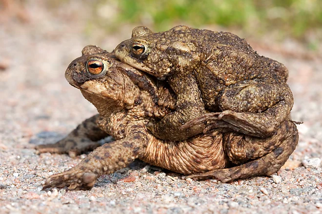 Krötenwanderung, Erdkröte (Bufo bufo)