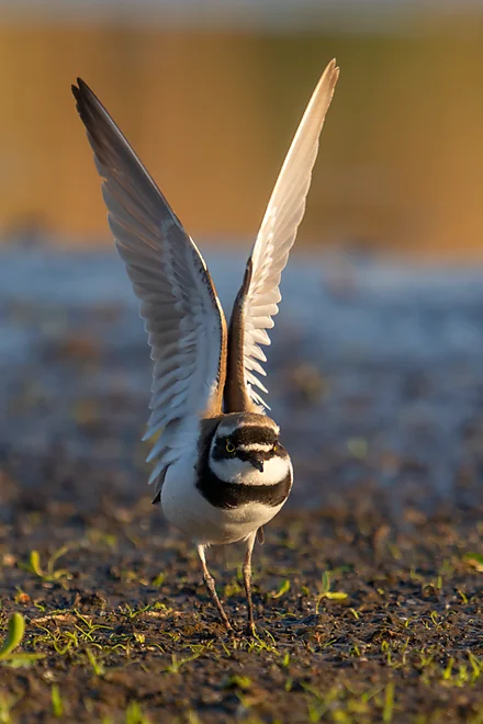Flussregenpfeifer (Charadrius dubius)