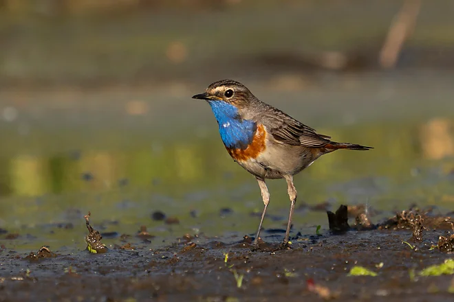 Blaukehlchen (Luscinia svecica)