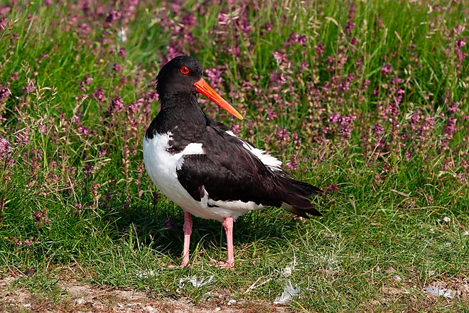 Austernfischer (Haematopus ostralegus)