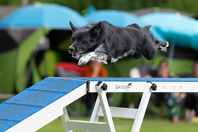 Agility Airport Cup Hamburg