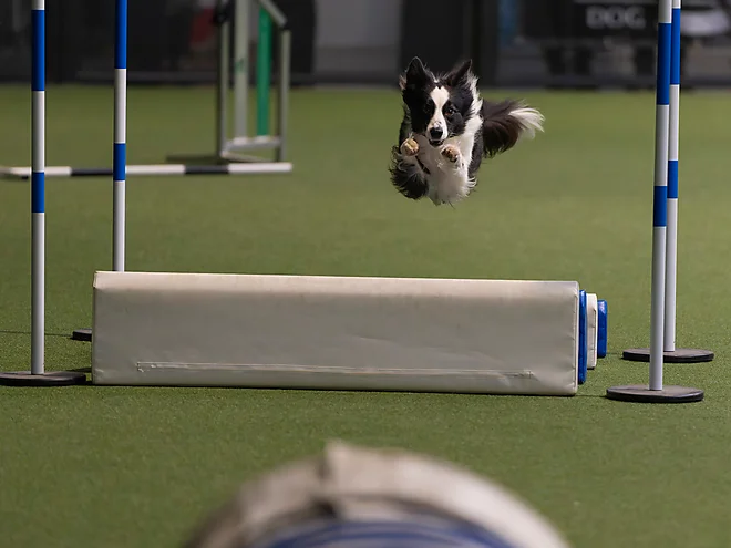 Agility Masters 2025