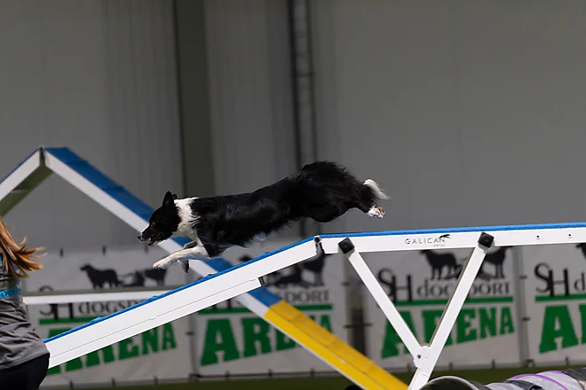 Agility Masters 2025
