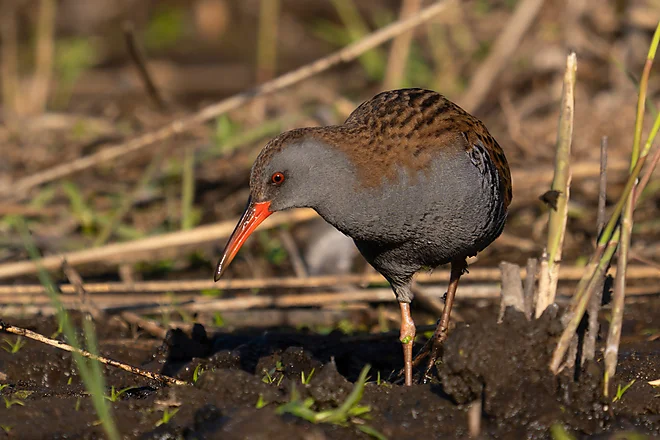 Wasserralle (Rallus aquaticus)