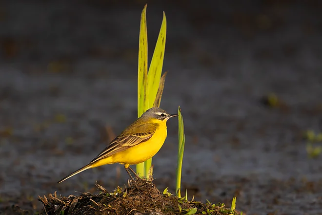 Schafstelze (Motacilla flava)